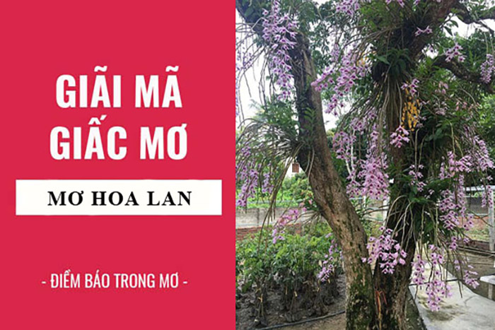 Mơ thấy hoa lan đánh con gì thắng? Báo hiệu trước điềm gì?